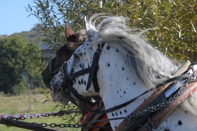 DSC_9003